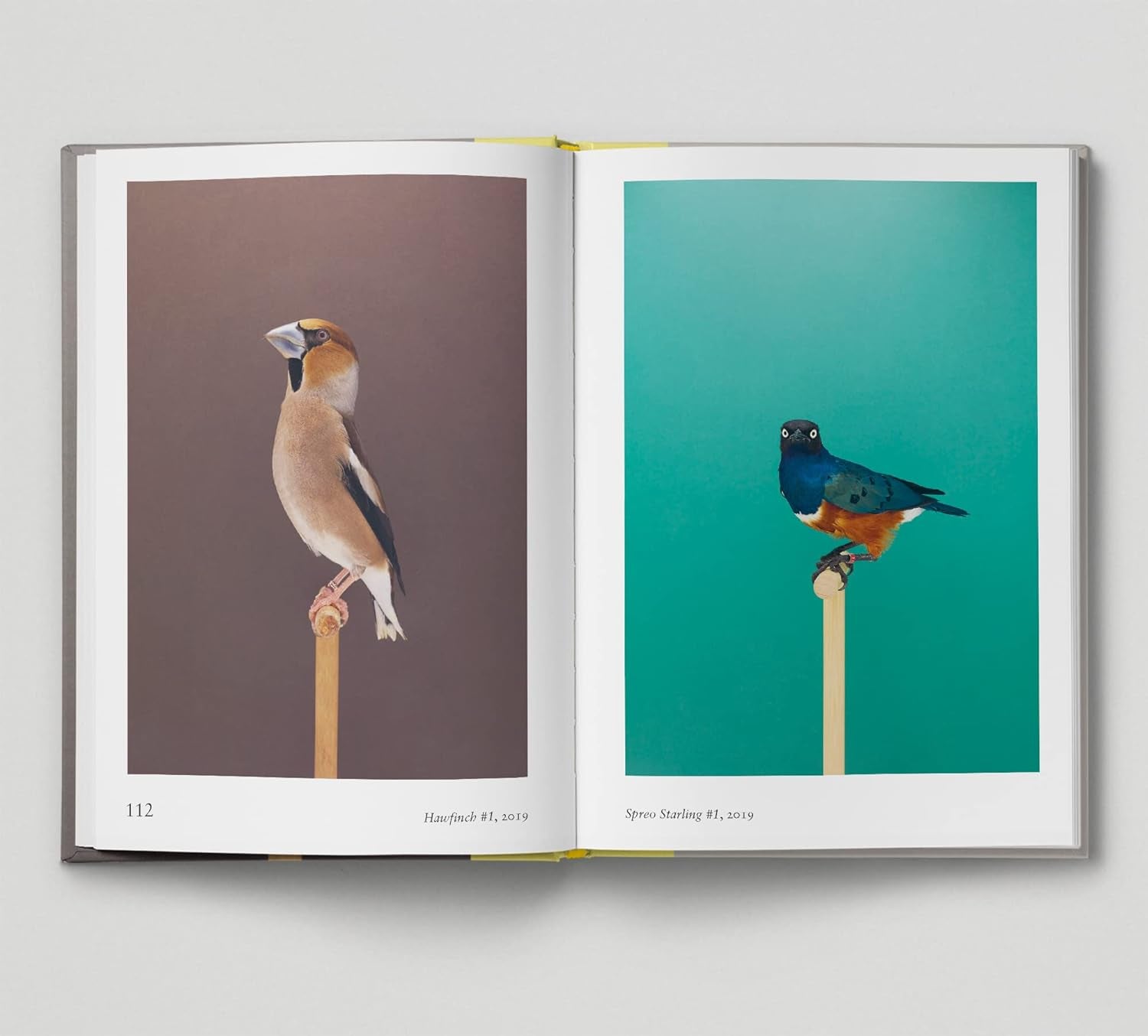New Photography of the Bird - Joy