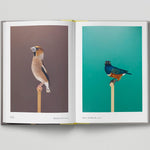 New Photography of the Bird - Joy